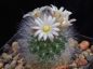 Preview: Mammillaria schwarzii
